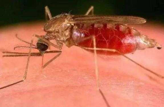 被蚊子咬了怎么止痒？家庭有效灭蚊虫小妙招