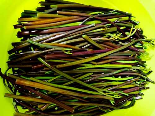 薇菜的功效与作用 薇菜和蕨菜有什么区别 薇菜的功效与作用 薇菜和蕨菜有什么区别