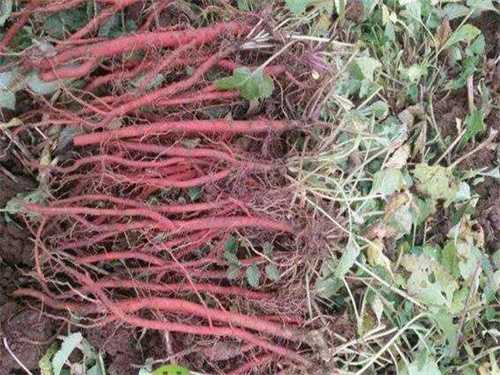 血参的功效与作用 血参对人的好处 血参的功效与作用 血参对人的好处