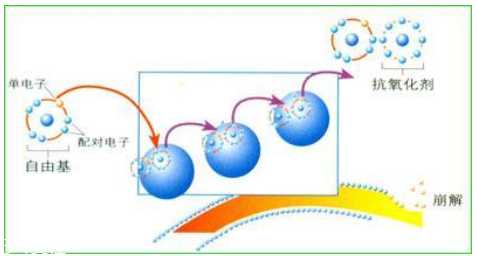 油性皮肤怎么抗氧化
