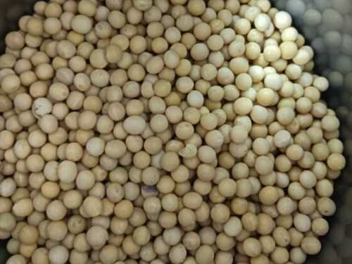 黄豆水退烧是真的吗?黄豆煮水的退烧原理 黄豆水退烧是真的吗?黄豆煮水的退烧原理