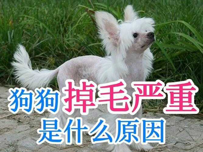 狗狗大量掉毛怎么回事 狗狗大量掉毛怎么回事