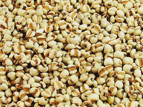 生薏苡仁的功效与作用 生薏苡仁对人的好处 生薏苡仁的功效与作用 生薏苡仁对人的好处