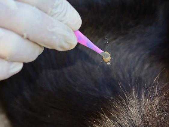 虱子的种类有哪些？头上生了虱子怎么去除？