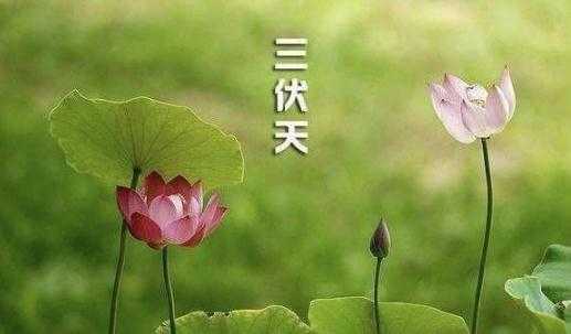 三伏天吃什么去湿气?三伏天如何去除湿气 三伏天吃什么去湿气?三伏天如何去除湿气