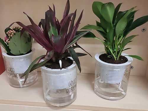 除甲醛排名第一的植物 盘点除甲醛的植物