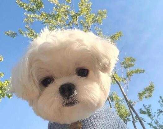 中国现在真的没有狂犬病了吗?如何判断人是否得了狂犬病? 中国现在真的没有狂犬病了吗?如何判断人是否得了狂犬病?