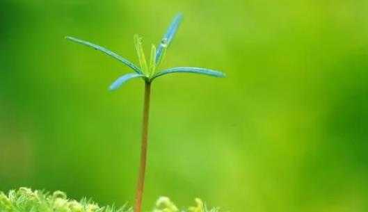 怎么预防春季过敏?春季过敏怎么办 怎么预防春季过敏?春季过敏怎么办