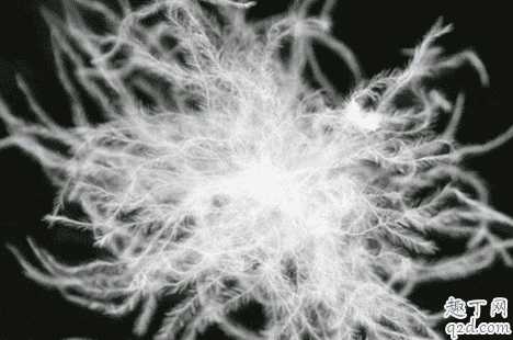 90白鹅绒和90白鸭绒哪个好?白鸭绒和白鹅绒味道难闻吗 90白鹅绒和90白鸭绒哪个好?白鸭绒和白鹅绒味道难闻吗