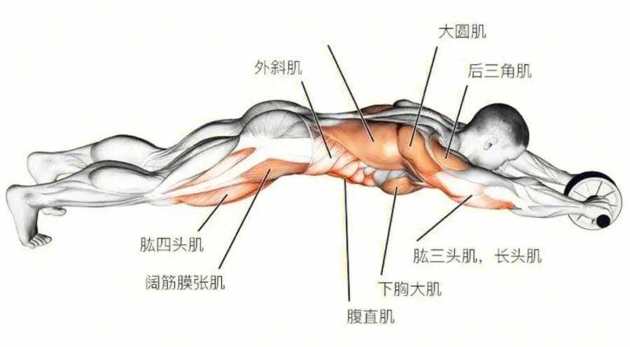 新手怎么练腹肌最快最有效