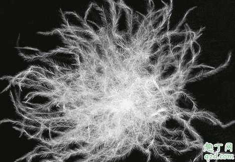 90白鹅绒和90白鸭绒哪个好?白鸭绒和白鹅绒味道难闻吗 90白鹅绒和90白鸭绒哪个好?白鸭绒和白鹅绒味道难闻吗