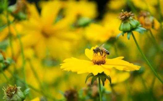 怎么预防春季过敏?春季过敏怎么办 怎么预防春季过敏?春季过敏怎么办