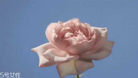 兰蔻玫瑰花瓣面膜作用