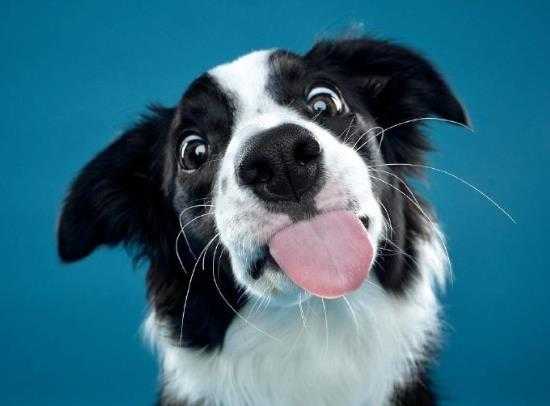 中国现在真的没有狂犬病了吗?如何判断人是否得了狂犬病? 中国现在真的没有狂犬病了吗?如何判断人是否得了狂犬病?