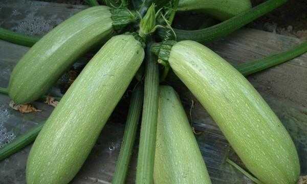 北瓜一般指什么瓜 北瓜一般指什么瓜