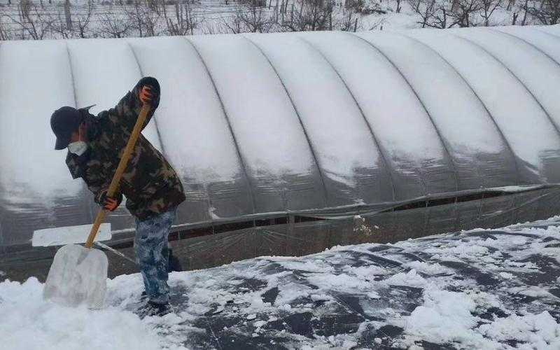 塑料大棚如何快速除雪 6个方法都可以 塑料大棚如何快速除雪 6个方法都可以