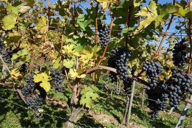 想要告别“黄脸婆”？少碰三物，多吃四果