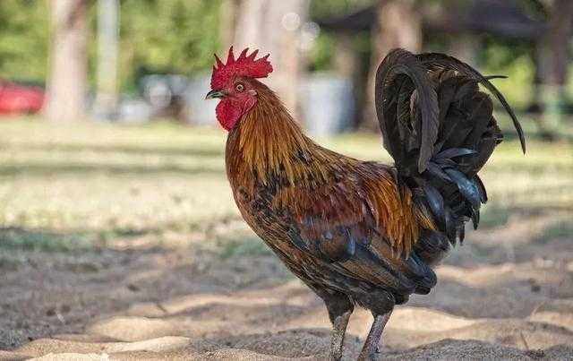 鸡属于什么动物