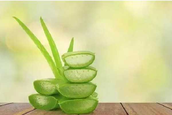 新鲜芦荟擦脸过敏了怎么办