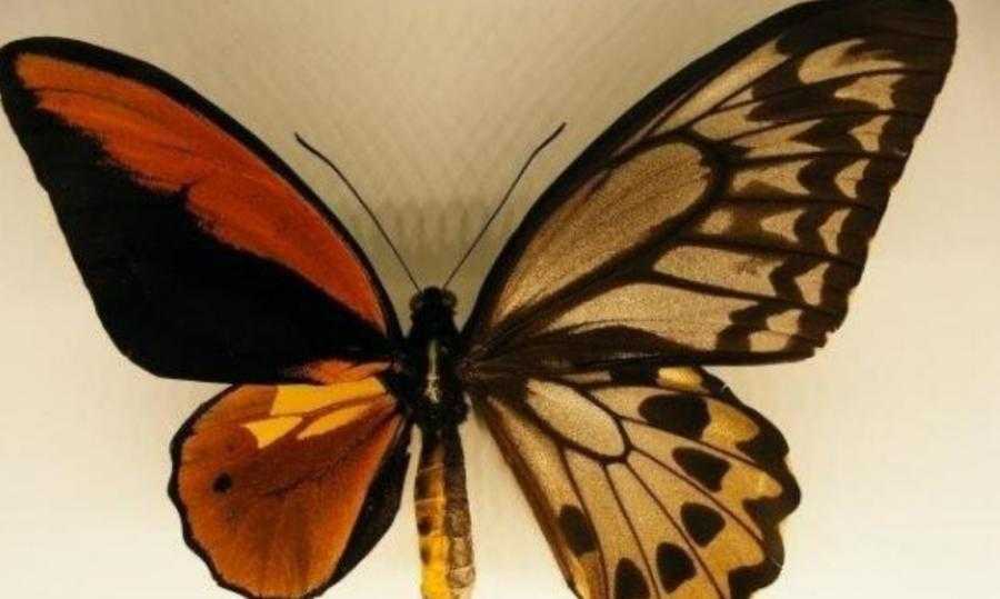 10个最吓人的蝴蝶照片 10个最吓人的蝴蝶照片