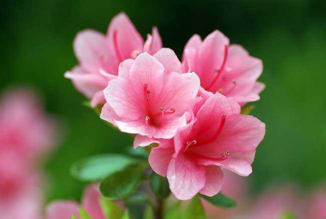 紫花杜鹃的功效与作用有哪些?有助于缓解身体某些症状 紫花杜鹃的功效与作用有哪些?有助于缓解身体某些症状