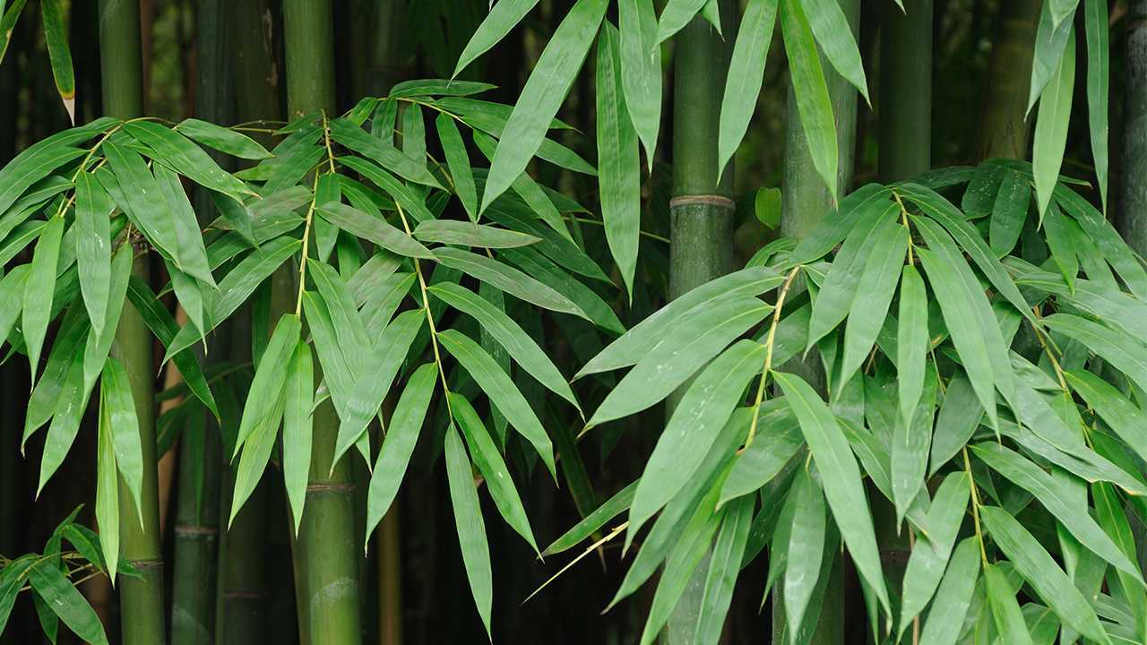 晚上喝牛奶有什么好处?哪些人不能喝牛奶? 晚上喝牛奶有什么好处?哪些人不能喝牛奶?