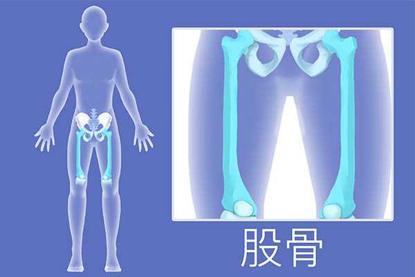 骶骨是哪个部位