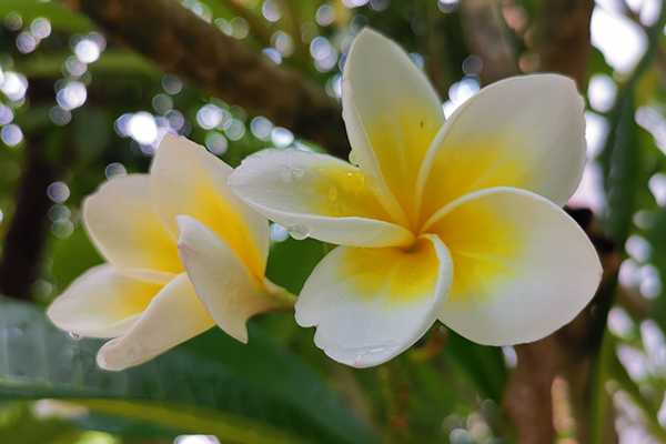 印尼鸡蛋花精油用法 印尼鸡蛋花精油用法