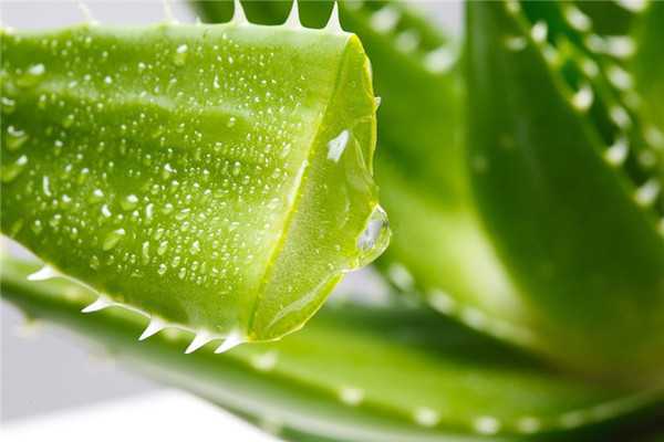 芦荟胶是面霜吗 芦荟胶是面霜吗