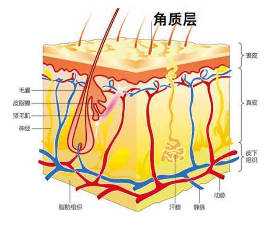 角质层过厚的症状