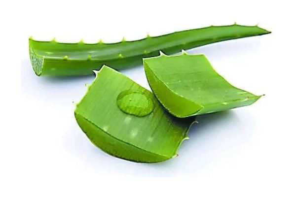 新鲜芦荟会刺激皮肤吗