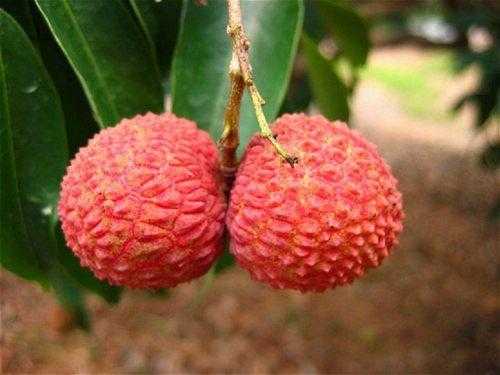 荔枝是什么季节的水果