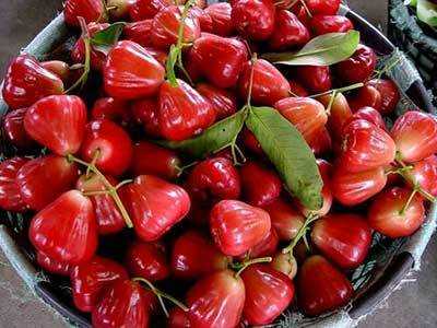 莲雾保存能放冰箱吗 莲雾保存能放冰箱吗