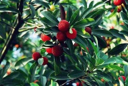 代表金榜题名的四种水果