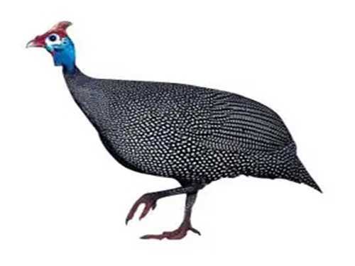 珍珠鸡的吃了有什么好处?珍珠鸡口感怎么样 珍珠鸡的吃了有什么好处?珍珠鸡口感怎么样