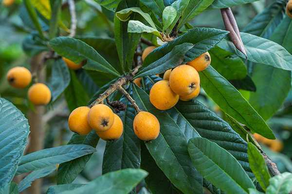 秋天吃什么水果好