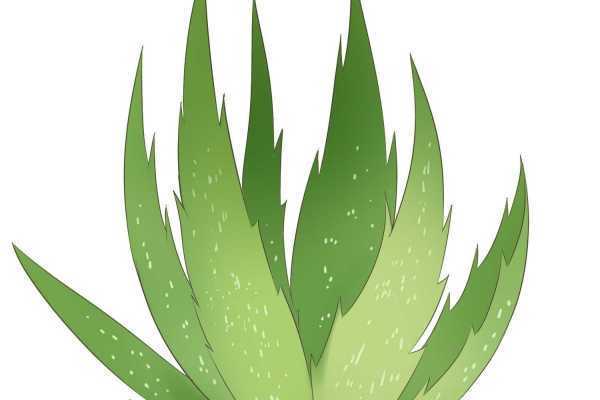 芦荟可以直接擦脸吗