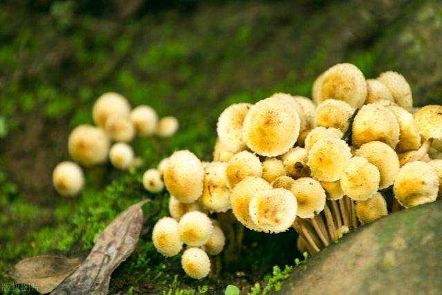 女生吃什么可以补气血？