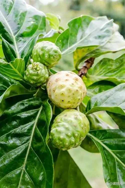 诺丽果的十大功效 诺丽果应该怎么吃