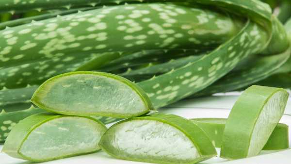 怀孕期间可以使用芦荟凝胶吗? 怀孕期间可以使用芦荟凝胶吗?