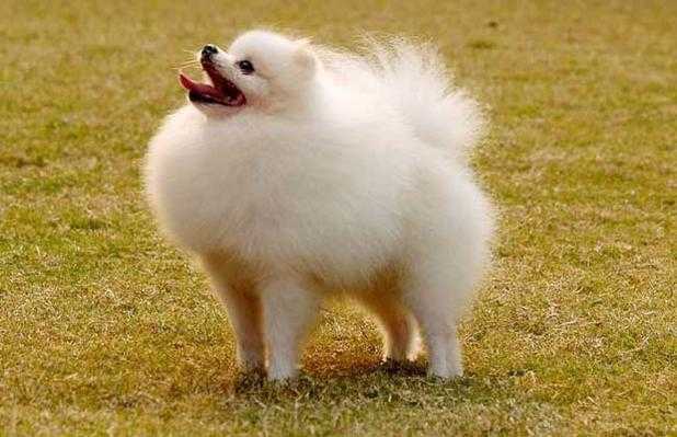 博美怎么训练才听话