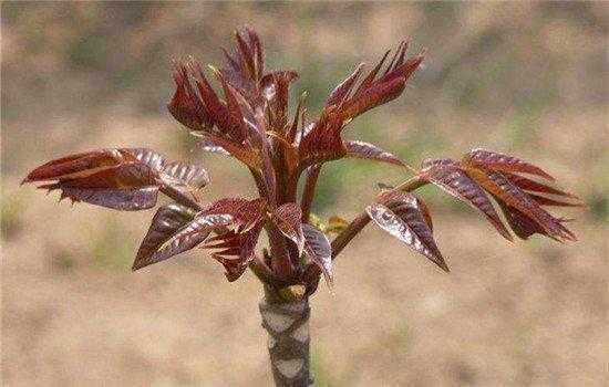 香椿叶子老了能吃吗