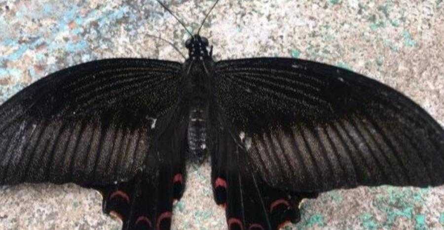 10个最吓人的蝴蝶照片 10个最吓人的蝴蝶照片