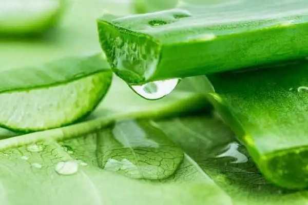 新鲜芦荟会刺激皮肤吗