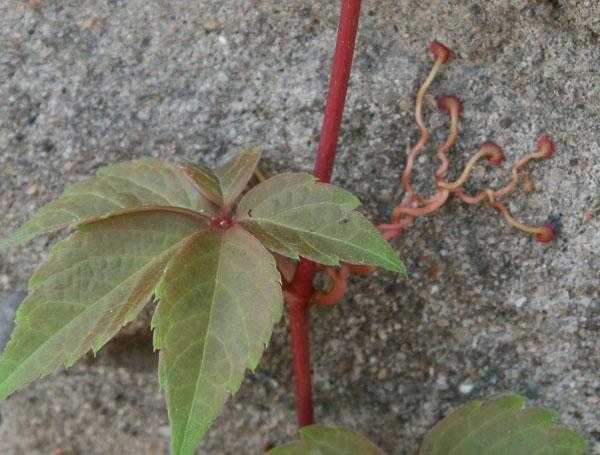 爬山虎的叶子像什么