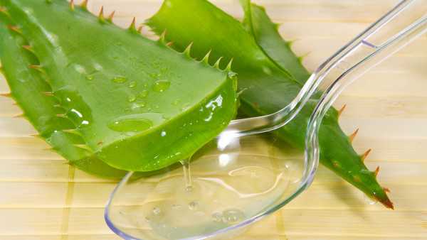 芦荟凝胶能去除伤痕吗?芦荟凝胶可以治疗便秘吗? 芦荟凝胶能去除伤痕吗?芦荟凝胶可以治疗便秘吗?