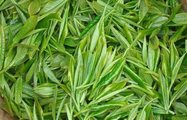 毛尖是什么茶