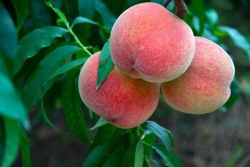 黄桃和蜜桃哪种好吃 黄桃和蜜桃哪种好吃