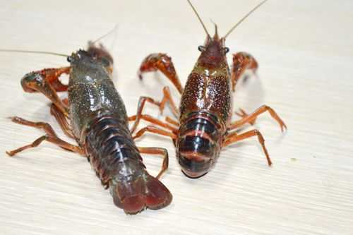 小龙虾的季节是几月份到几月份