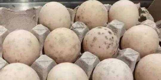 鸡蛋发霉了但是没破能吃吗 鸡蛋发霉了但是没破能吃吗